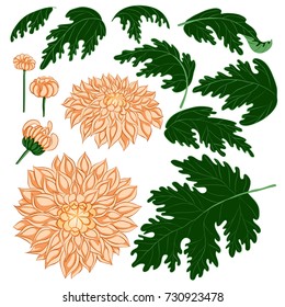 Set of flowers and leaves of chrysanthemums on a white isolated background.