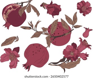  Set of flowers, leaves and fruits of pomegranate, on a transparent background.