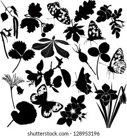 set of flowers and leaves isolated on white background