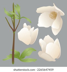 Set of flowers, leaves, stems, white spring anemone flowers