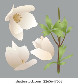 Set of flowers, leaves, stems, white spring anemone flowers