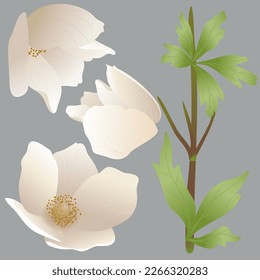 Set of flowers, leaves, stems, white spring anemone flowers