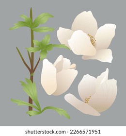 Set of flowers, leaves, stems, white spring anemone flowers