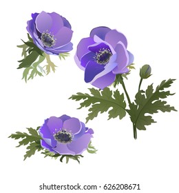 A set of flowers. Lilac Poppies. Vector