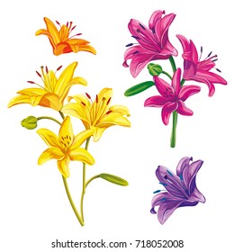 A set of flowers. Lilies on a white background with petals.