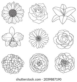 Set of flowers linear vector illustration.Sunflower,Rose,Lily,Orchid,Daisy,Jasmine,hydrangea,carnation,Camelia flower,suitable for coloring,isoated on white background,out line