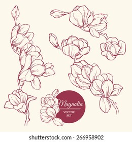 Set of flowers magnolia. Sketch vector illustration