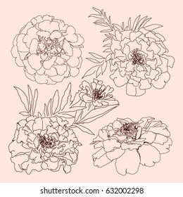 Set flowers marigold. Hand drawn sketch. Vector illustration isolated.