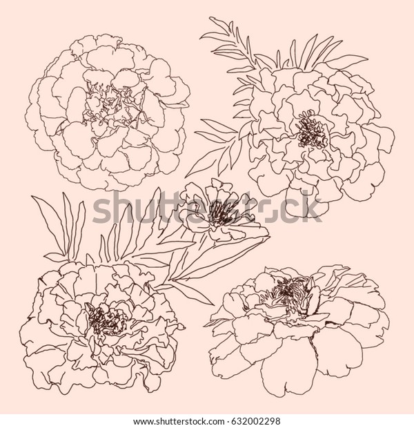 Set Flowers Marigold Hand Drawn Sketch Stock Vector (Royalty Free