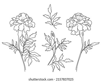 Set of flowers marigolds, branch with blooming marigolds with leaves, bud and leaf. Vector illustration. Linear hand drawing, sketch of seasonal plant for design, decor and decoration