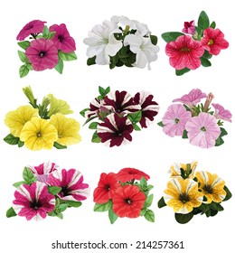 set of flowers, multicolored petunias with leaves