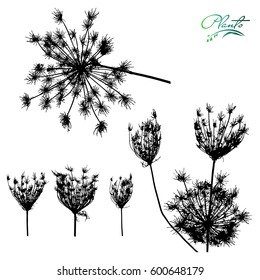 Set of flowers with multiple inflorescences. Collection of medicinal plants. Detailed vector illustration.