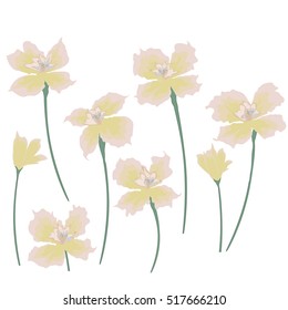 set of flowers narcissus iris delicate pale yellow isolated on white background art creative vector