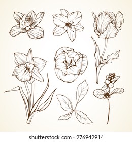 Set of flowers orchid lily tulip daffodil berries. Sketch vector illustration