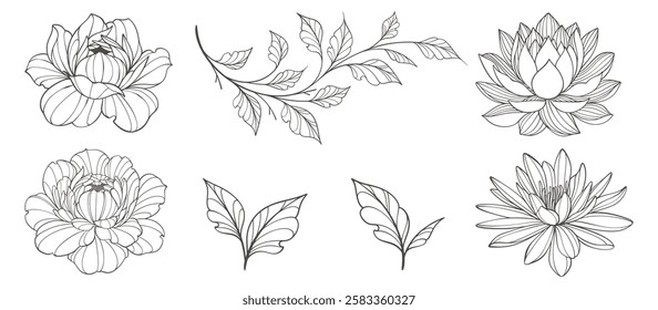 set of flowers. Outline Floral Botany. flower vector drawings. Black and white floral line art on transparent backgrounds. Hand Drawn Botanical Illustrations.Vector.