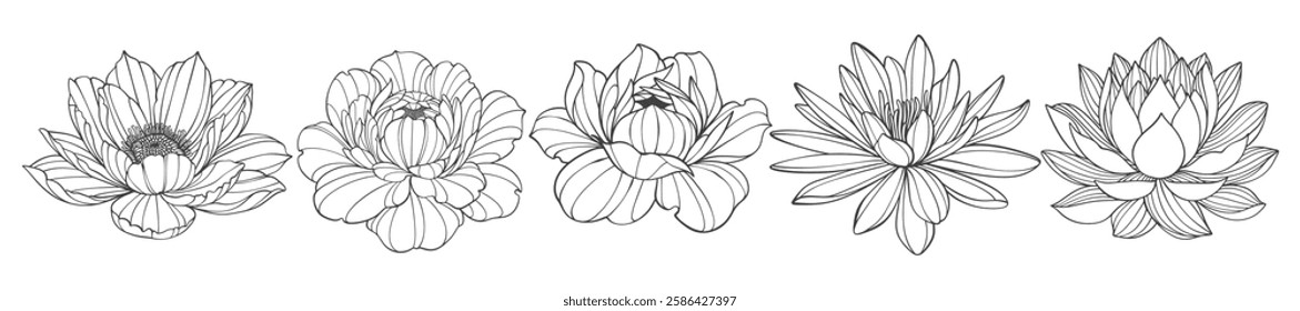 set of flowers. Outline Flower. flower vector drawings. Black and white flower line art on transparent backgrounds. Hand Drawn flower Illustrations.Vector eps