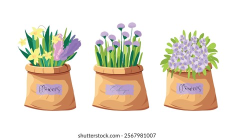 set of flowers pansies, narcissus, hyacinth, echinops, in a paper bag, for a postcard, sticker, banner. Vector.