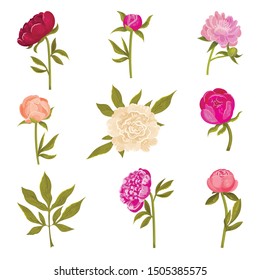 Set of flowers peonies in different shades. Vector illustration on a white background.