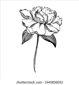 Set with flowers peonies and tulips. manual graphics with pencil, liner. Botanical summer flower, pattern for textile decor and wallpaper design, beautiful monochrome illustration. stock graphics