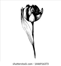 Set with flowers peonies and tulips. manual graphics with pencil, liner. Botanical summer flower, pattern for textile decor and wallpaper design, beautiful monochrome illustration. stock graphics