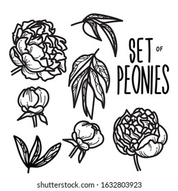 A set of flowers. Set of peony flowers. Graphics of flowers on white background. 