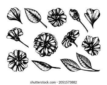 Set of flowers, petals and leaves of daisies. Vector graphic linear illustration.