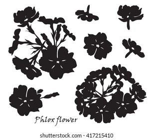 Set of flowers phlox with leafs Black silhouette on white background. Vector illustration.