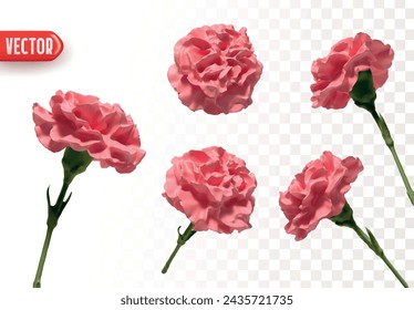 Set of flowers pink Carnations. Realistic design of beautiful carnations. Vector illustration