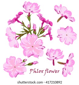 Set of flowers pink  phlox in realistic hand-drawn style Vector illustration.