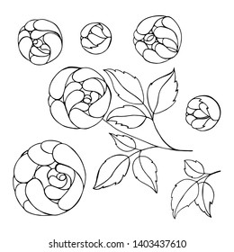 Set flowers - pions, botanical floral elements. Decorative elements isolated on white background. Hand drawn vector illustration for web, for print.