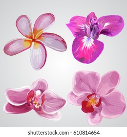 Set of flowers. Plumeria,iris, orchid Vector Hand drawn