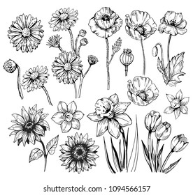 Set Of Flowers: Poppy, Daffodils, Tulip, Sunflower, Daisy. Hand Drawn Sketch Converted To Vector.