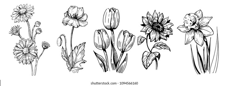 Set flowers: poppy  daffodils  tulip  sunflower  daisy  Hand drawn sketch converted to vector 