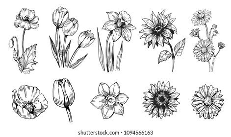 Set Of Flowers: Poppy, Daffodils, Tulip, Sunflower, Daisy. Hand Drawn Sketch Converted To Vector.