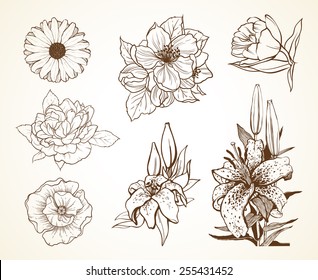 Set of flowers poppy daisy peony lily tulip. Sketch vector illustration