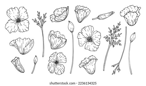 Set of flowers poppy isolated on white background