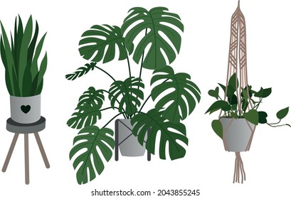 Montaje de flores en macetas. Cubierta colgante, monstera, olla en una silla