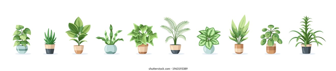 Set of flowers in pots isolated on white background in flat style. Vector illustration