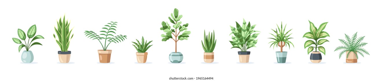 Set of flowers in pots isolated on white background in flat style. Vector illustration