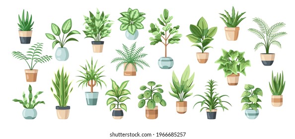 Set of flowers in pots isolated on white background in flat style. Vector illustration