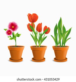 Set of flowers in pots on a white background. Flower pot with seedlings, growing plants