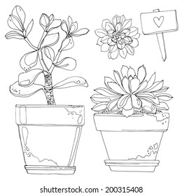 Set of flowers in pots painted black lines on a white background, flowers, cactus, succulents, signs, sketch