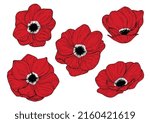 Set of flowers red anemons, hand-drawn illustration