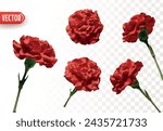 Set of flowers red Carnations. Realistic design of beautiful carnations. Vector illustration