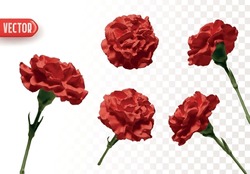 Set Of Flowers Red Carnations. Realistic Design Of Beautiful Carnations. Vector Illustration