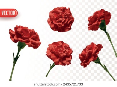 Set of flowers red Carnations. Realistic design of beautiful carnations. Vector illustration