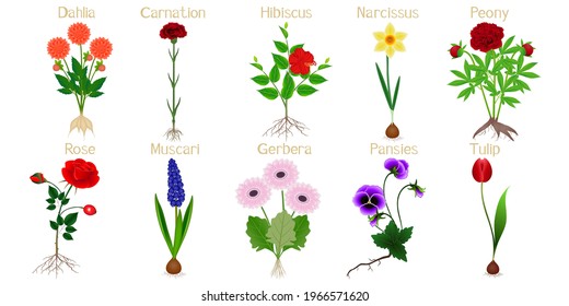 Set of flowers with roots on a white background.