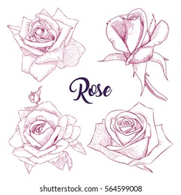 Set flowers Rose sketch pencil. Hand drawn collection. Sketching vector flowers illustration isolated on white background. 