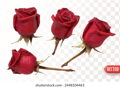 Set of flowers roses. Realistic design of beautiful bright red rose buds. Vector illustration