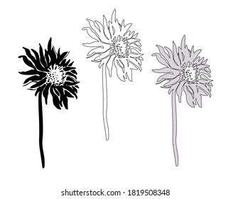 Set of flowers and stems of Chrysanthemum isolated on white. Vector freehand sketch. Monochrome hand drawn element for floral design, created hand made greeting card, poster, package.